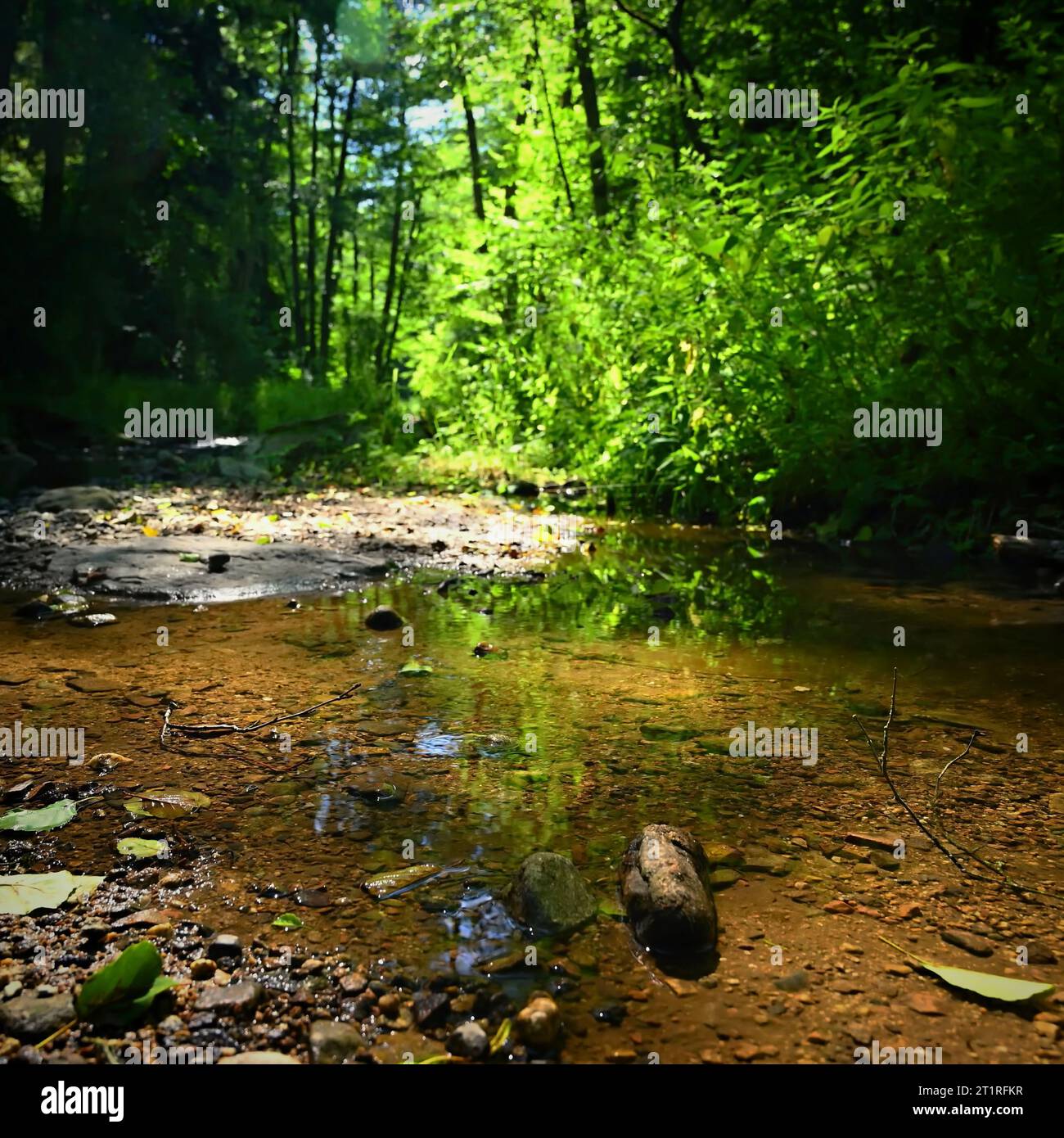 Beautiful nature with forest and sun. Green background - concept for environment and landscape. Clean water in a small river.  Rikonin - Libochovka - Stock Photo