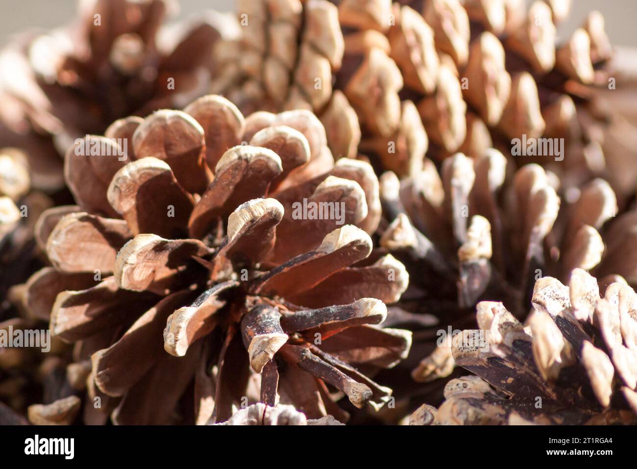 Scotch pine, Scots pine (Pinus sylvestris), full frame of pine cones Stock Photo