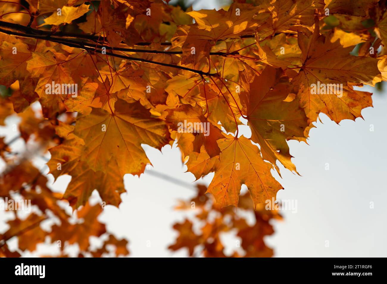 Beautiful colourful autumn leaves. Seasonal natural background. Fall time. Stock Photo