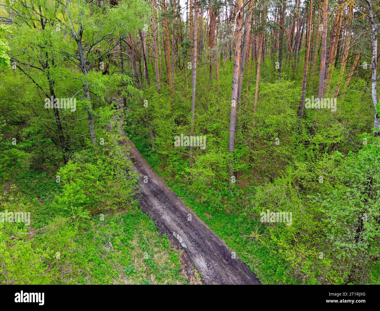 Dirt road among trees in spring forest, aerial view Stock Photo - Alamy