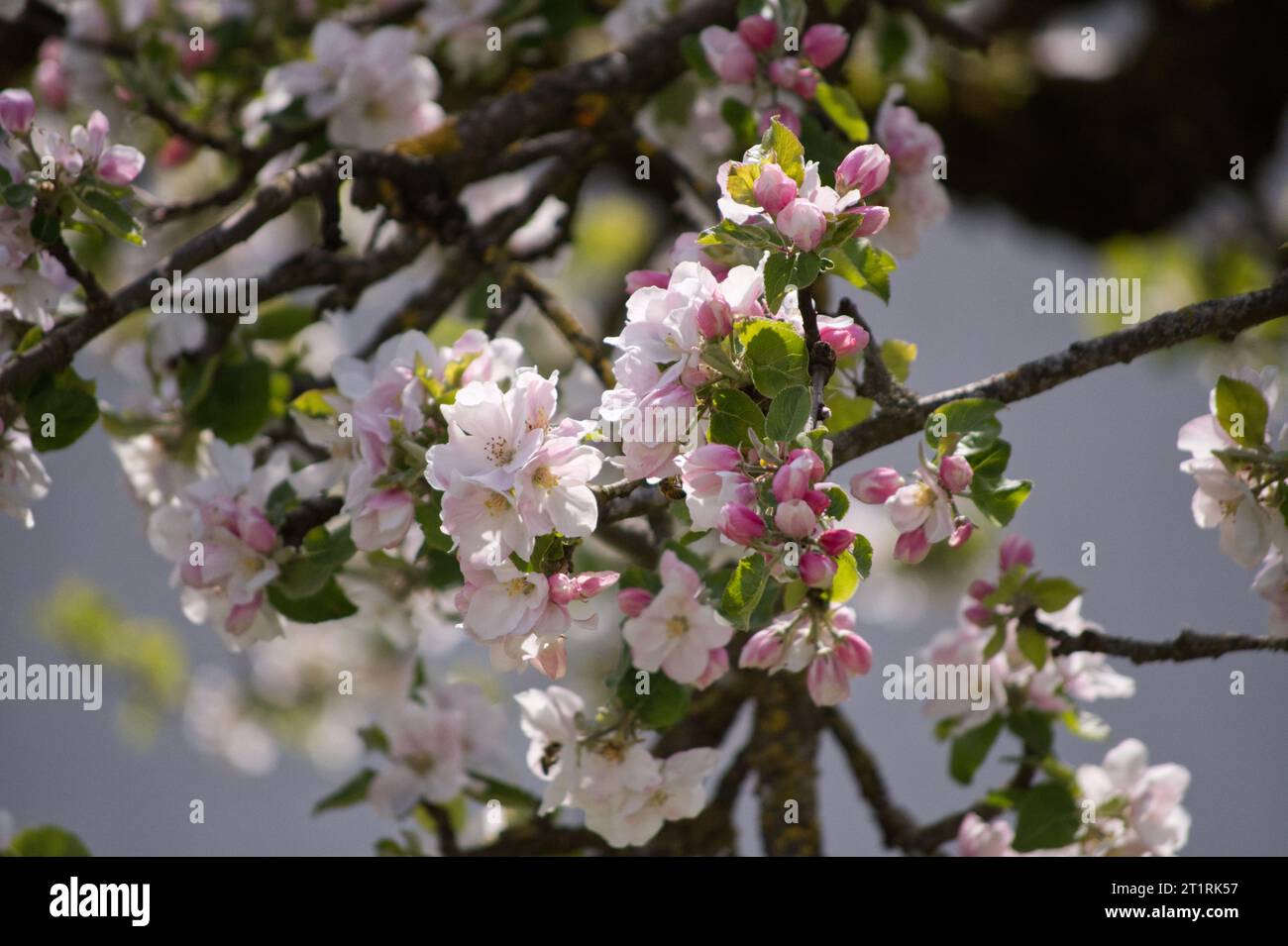 Apfelbaumblüte Stock Photo