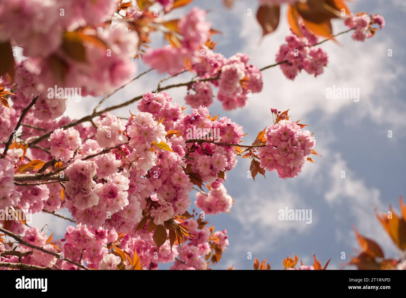 Kirschblüte japan hi-res stock photography and images - Alamy