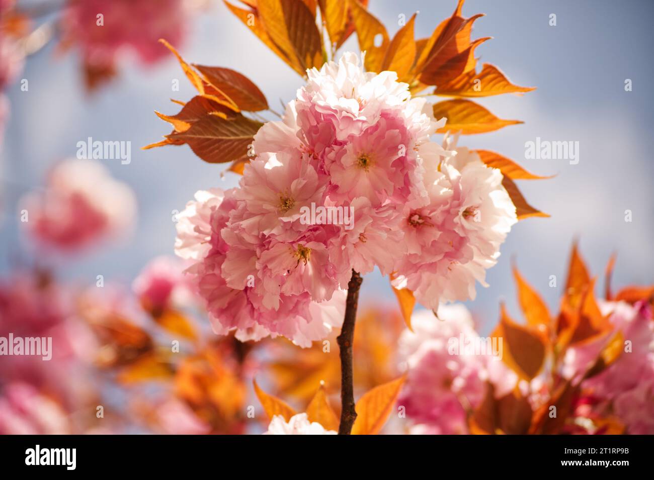 Japanischer kirschblutenbaum hi-res stock photography and images - Alamy