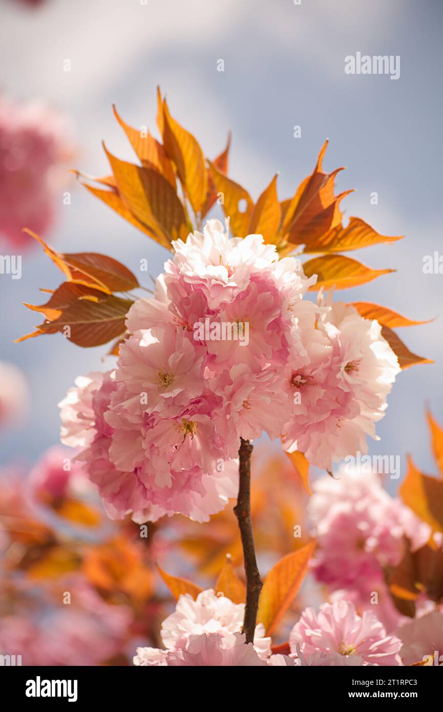 Kirschblute。リクエスト2点 Kirschblüte japan hi-res stock photography and images - Alamy
