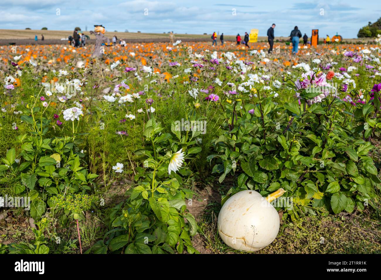 Kilduff Farm, East Lothian, Scotland, UK, 15th October 2023. Pumpkin Patch Festival: the popular pumpkin patch opens this weekend with visitors enjoying the culinary and Halloween pumpkins and the sunny weather. Pictured: colourful dahlia flowers grow on the edge of the field. Credit: Sally Anderson/Alamy Live News Stock Photo