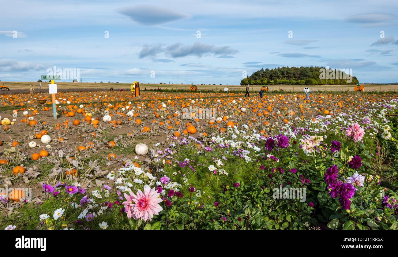 Kilduff Farm, East Lothian, Scotland, UK, 15th October 2023. Pumpkin Patch Festival: the popular pumpkin patch opens this weekend with visitors enjoying the culinary and Halloween pumpkins and the sunny weather. Pictured: colourful dahlia flowers grow on the edge of the field. Credit: Sally Anderson/Alamy Live News Stock Photo