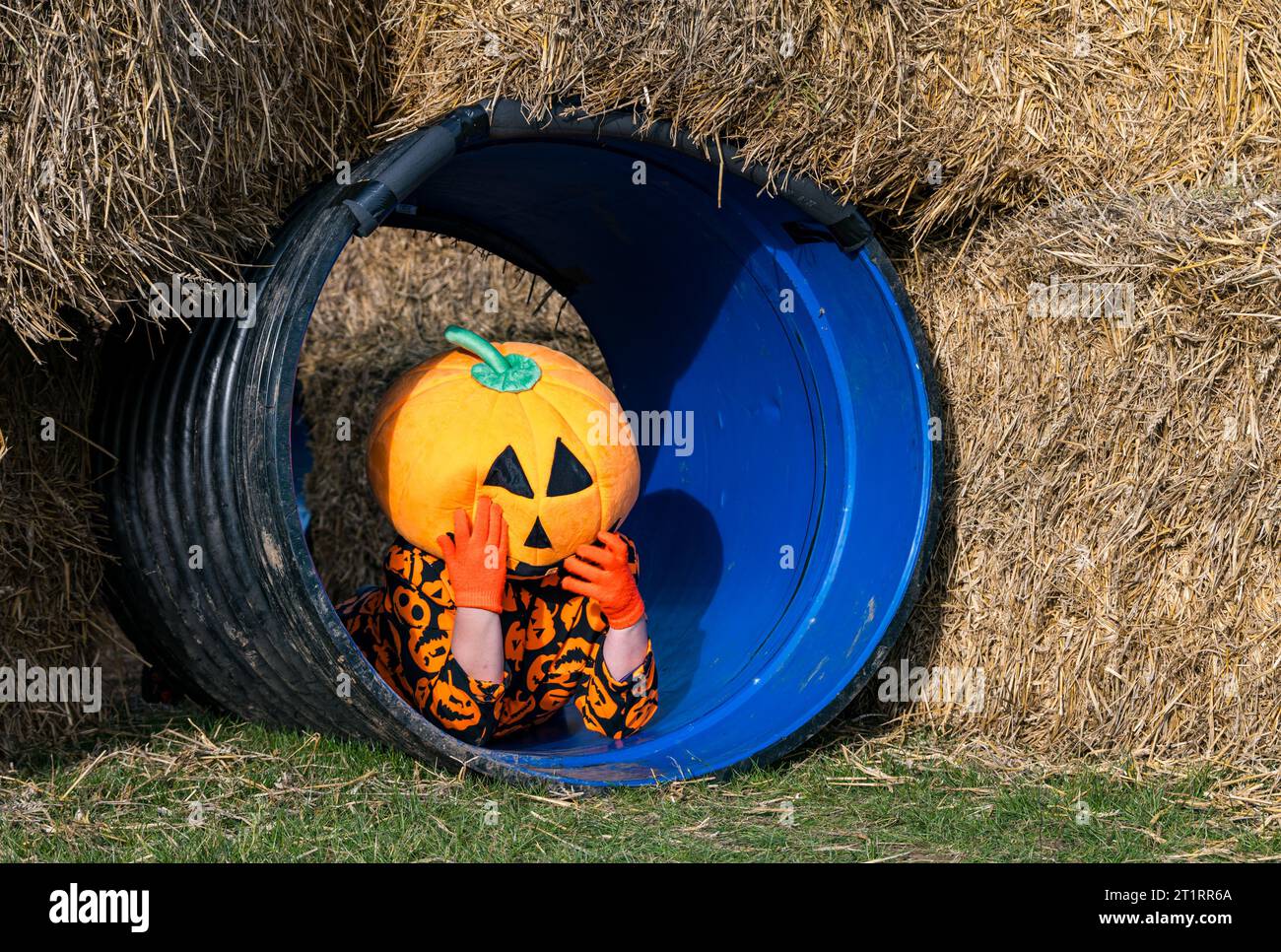 Kilduff Farm, East Lothian, Scotland, UK, 15th October 2023. Pumpkin Patch Festival: the popular pumpkin patch opens this weekend with visitors enjoying the culinary and Halloween pumpkins and the sunny weather. Pictured: a quirky person dressed in a pumpkin osotume tries out the tunnel under hay bales. Credit: Sally Anderson/Alamy Live News Stock Photo