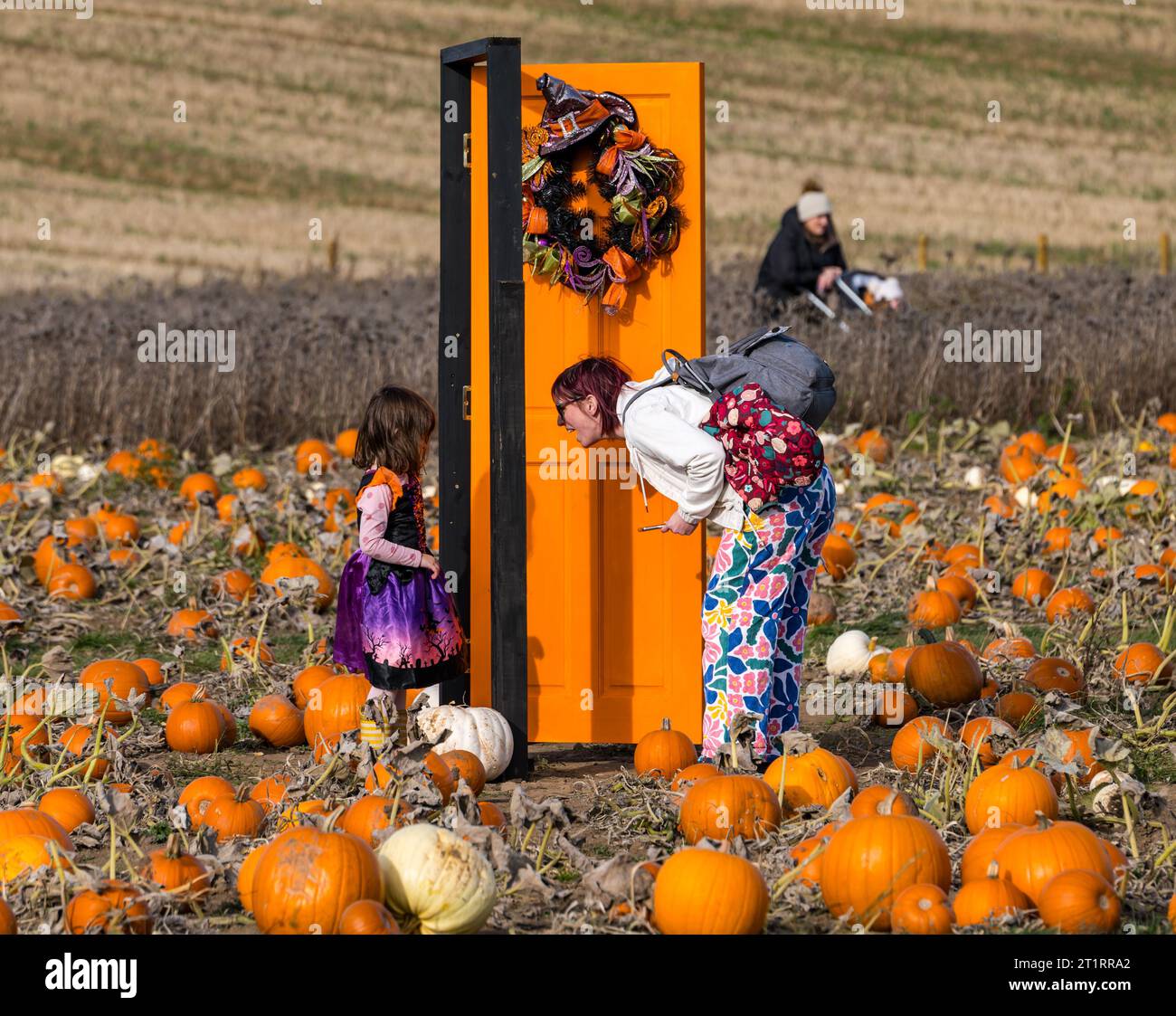 Kilduff Farm, East Lothian, Scotland, UK, 15th October 2023. Pumpkin Patch Festival: the popular pumpkin patch opens this weekend with visitors enjoying the culinary and Halloween pumpkins and the sunny weather. Pictured: a quirky orange painted door in the field entertains a mother and child. Credit: Sally Anderson/Alamy Live News Stock Photo