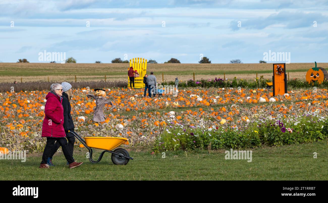 Kilduff Farm, East Lothian, Scotland, UK, 15th October 2023. Pumpkin Patch Festival: the popular pumpkin patch opens this weekend with visitors enjoying the culinary and Halloween pumpkins and the sunny weather. Pictured: two women push a wheelbarrow through the field. Credit: Sally Anderson/Alamy Live News Stock Photo