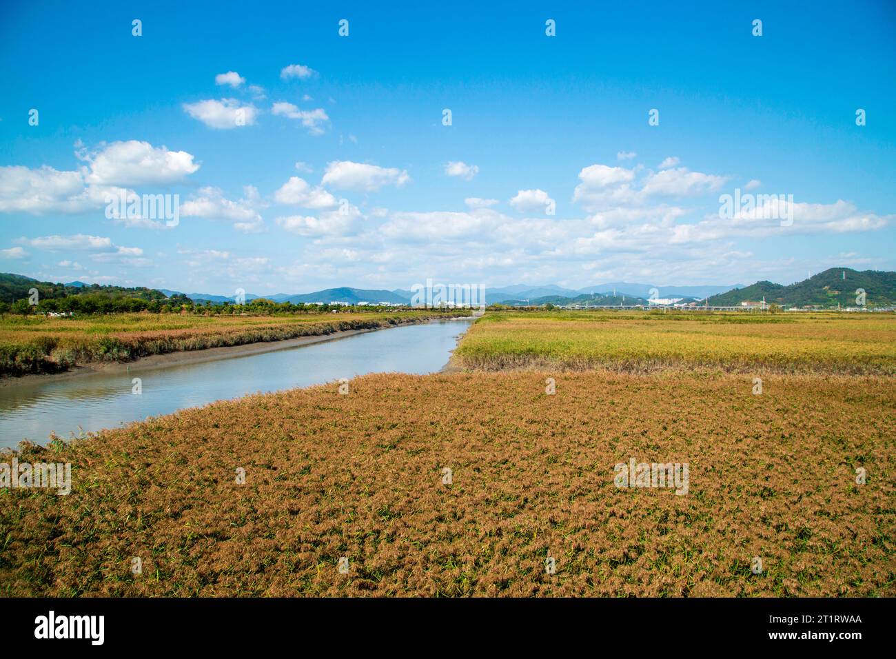 The Suncheon Bay Wetland, Oct 11, 2023 The Suncheon Bay Wetland in