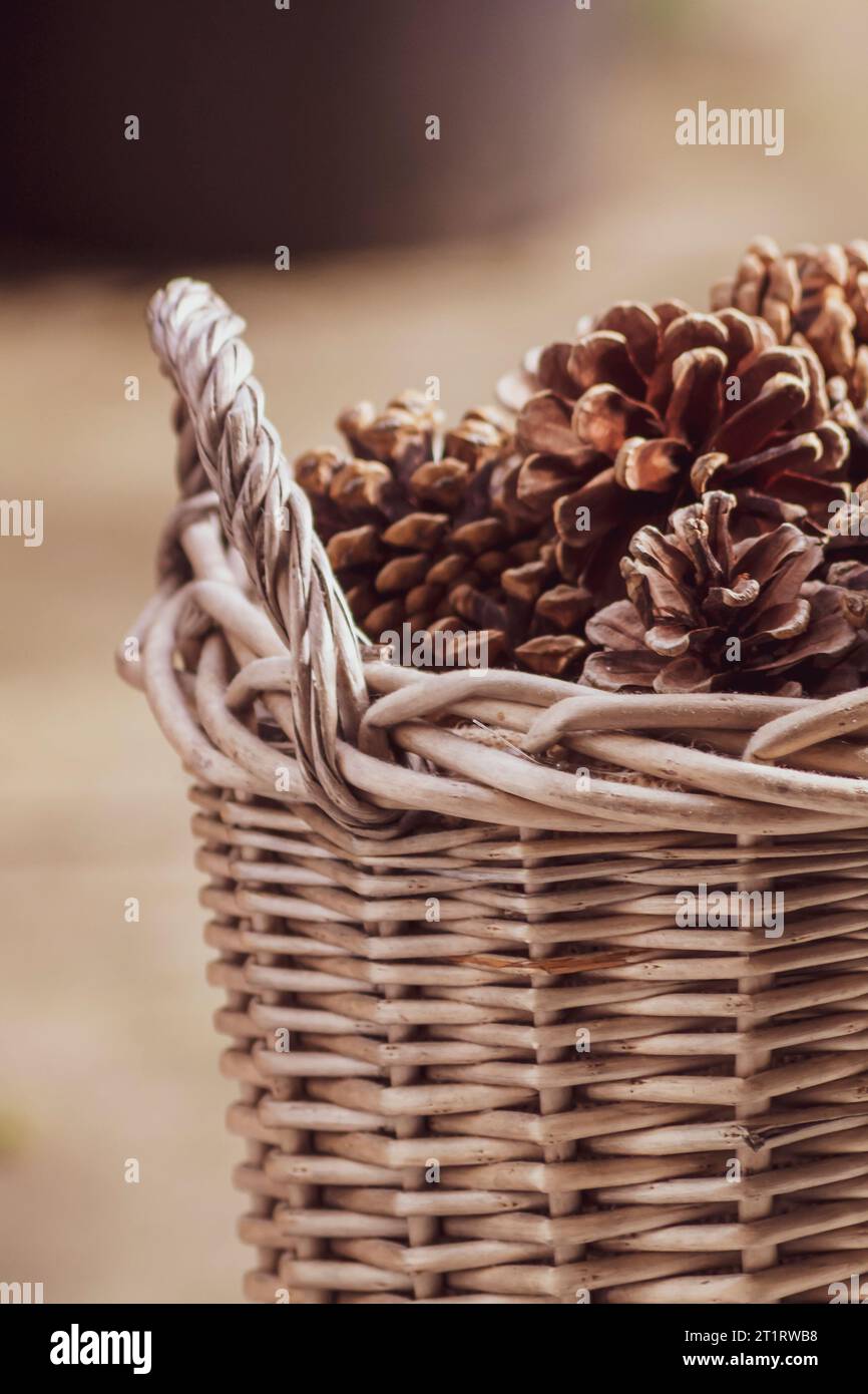 Scotch pine, Scots pine (Pinus sylvestris), wooden basket full of pine cones Stock Photo