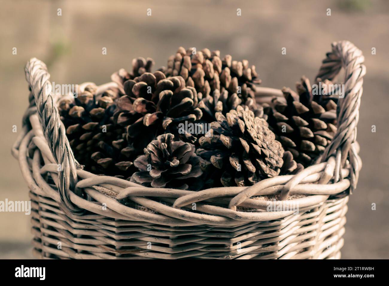 Scotch pine, Scots pine (Pinus sylvestris), wooden basket full of pine cones Stock Photo