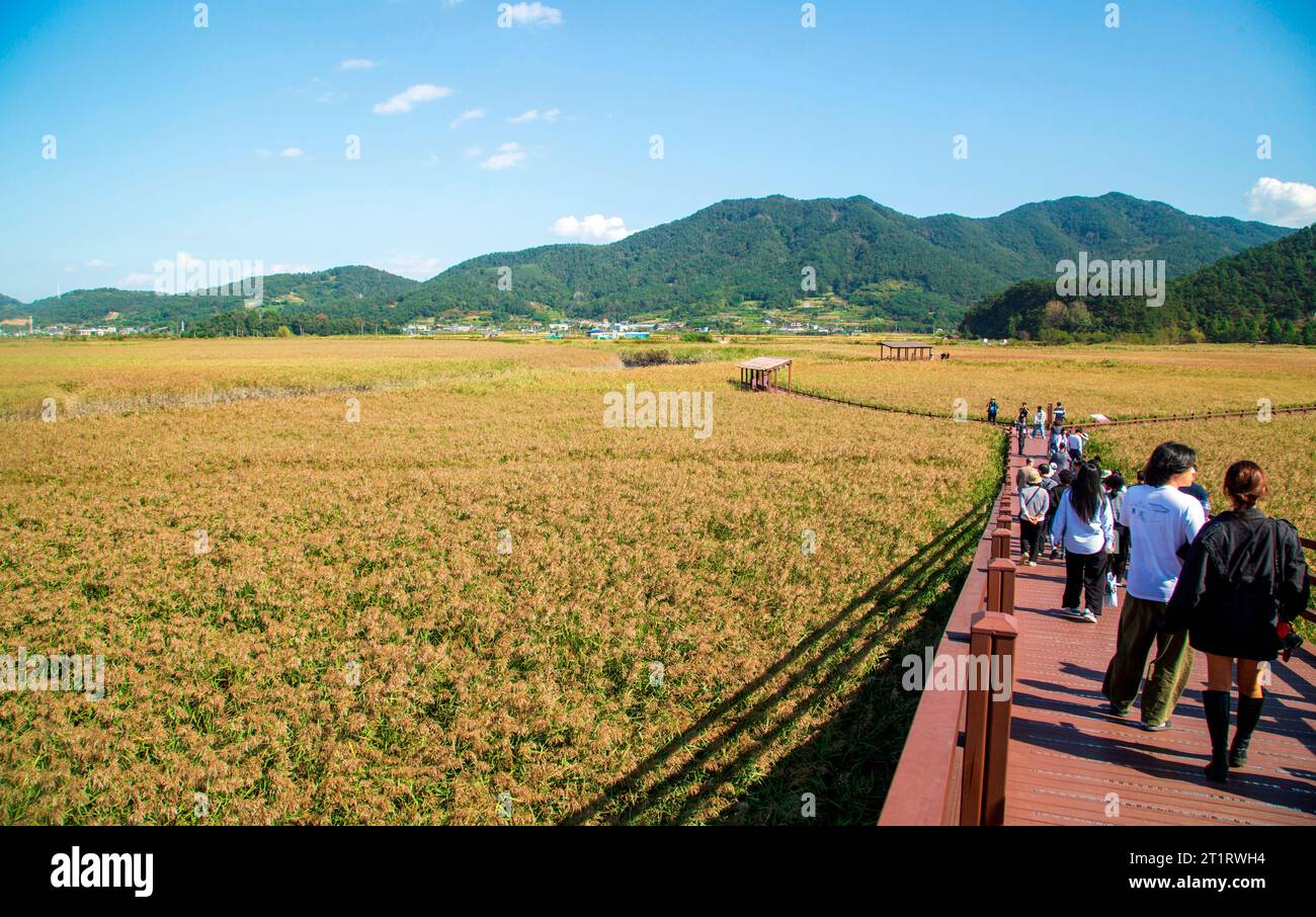 The Suncheon Bay Wetland, Oct 11, 2023 The Suncheon Bay Wetland in