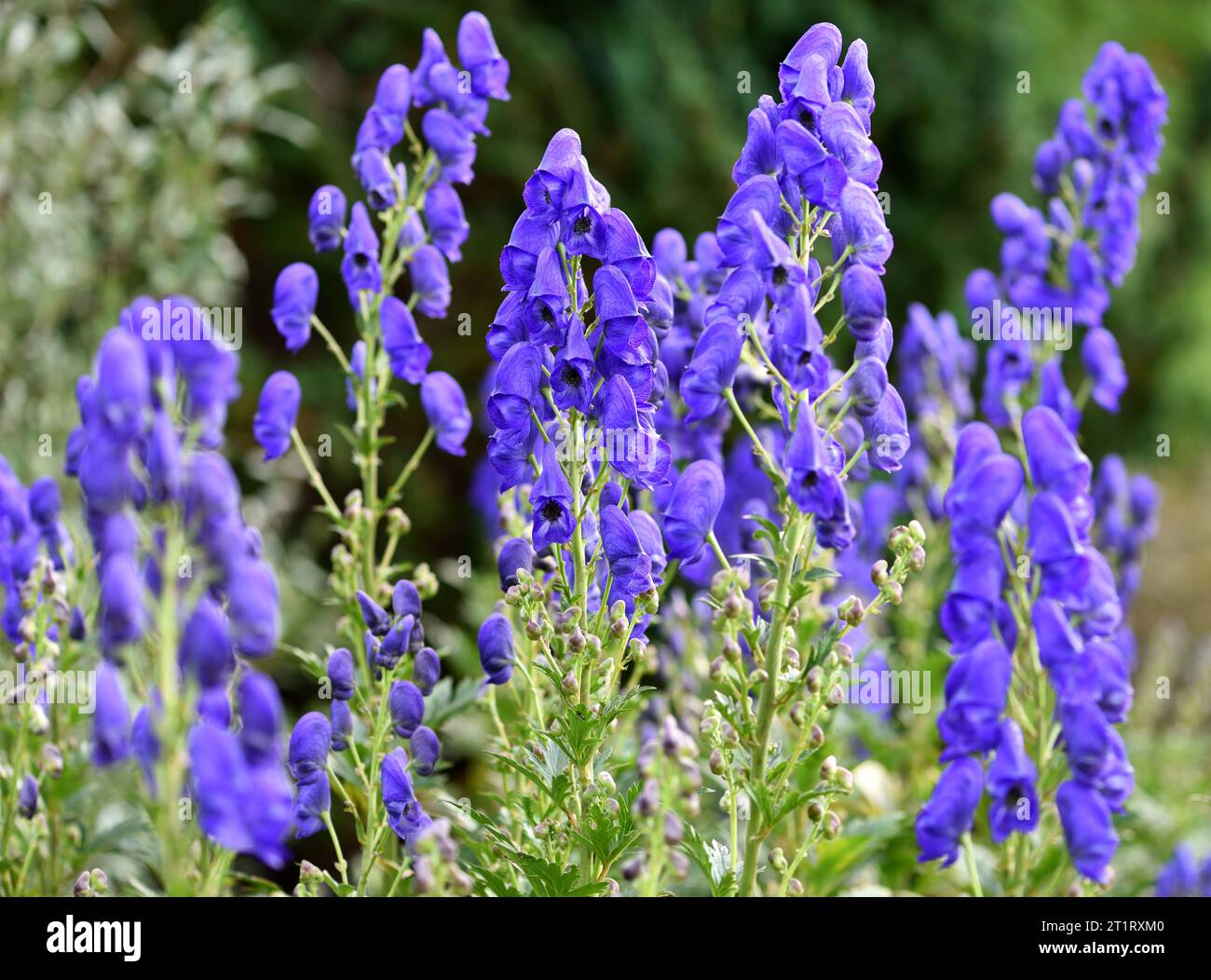 The purple flowers of Monkshood Arendsii. Stock Photo