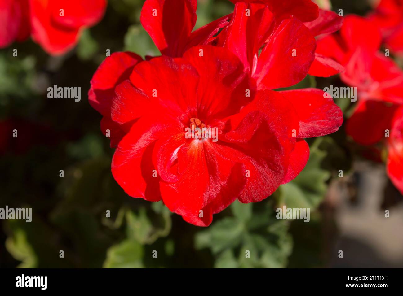Flor rojo intenso de geranio Stock Photo