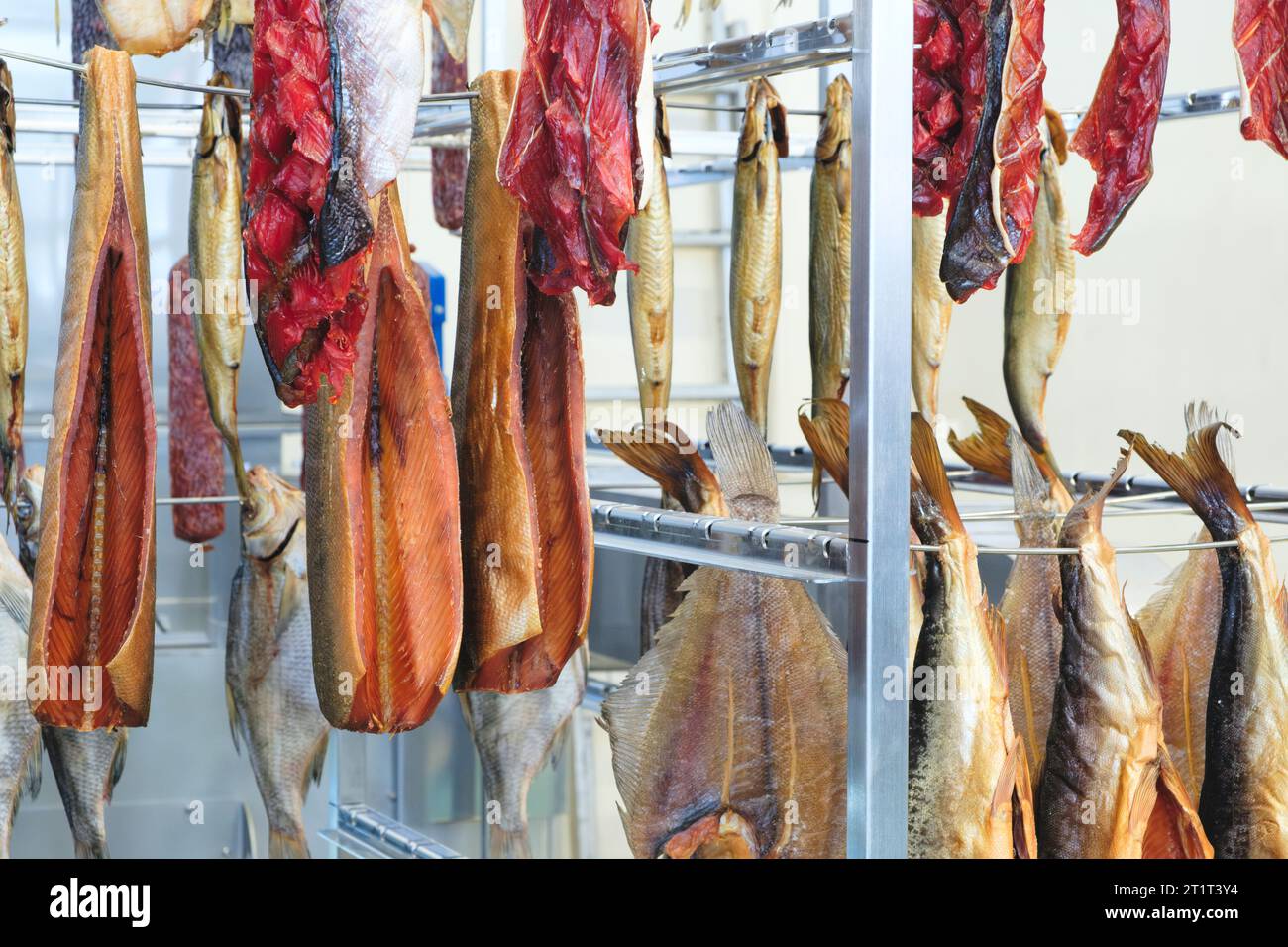 Smoking Process Fish. Fish processing smoking. Mackerel Fish smoked in