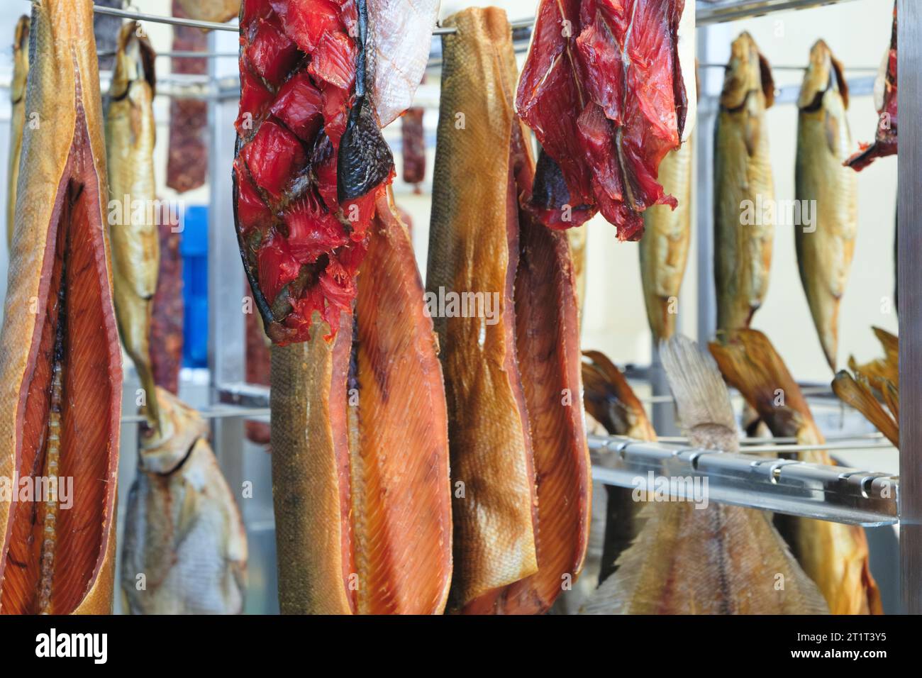 Smoking Process Fish. Fish processing smoking. Mackerel Fish smoked in