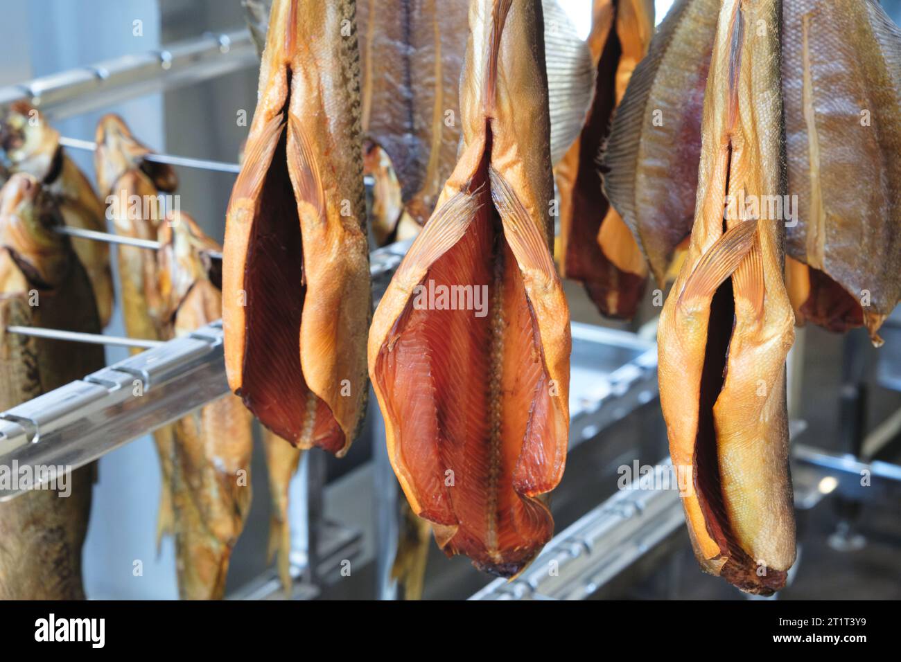 Smoking Process Fish. Fish processing smoking. Mackerel Fish smoked in