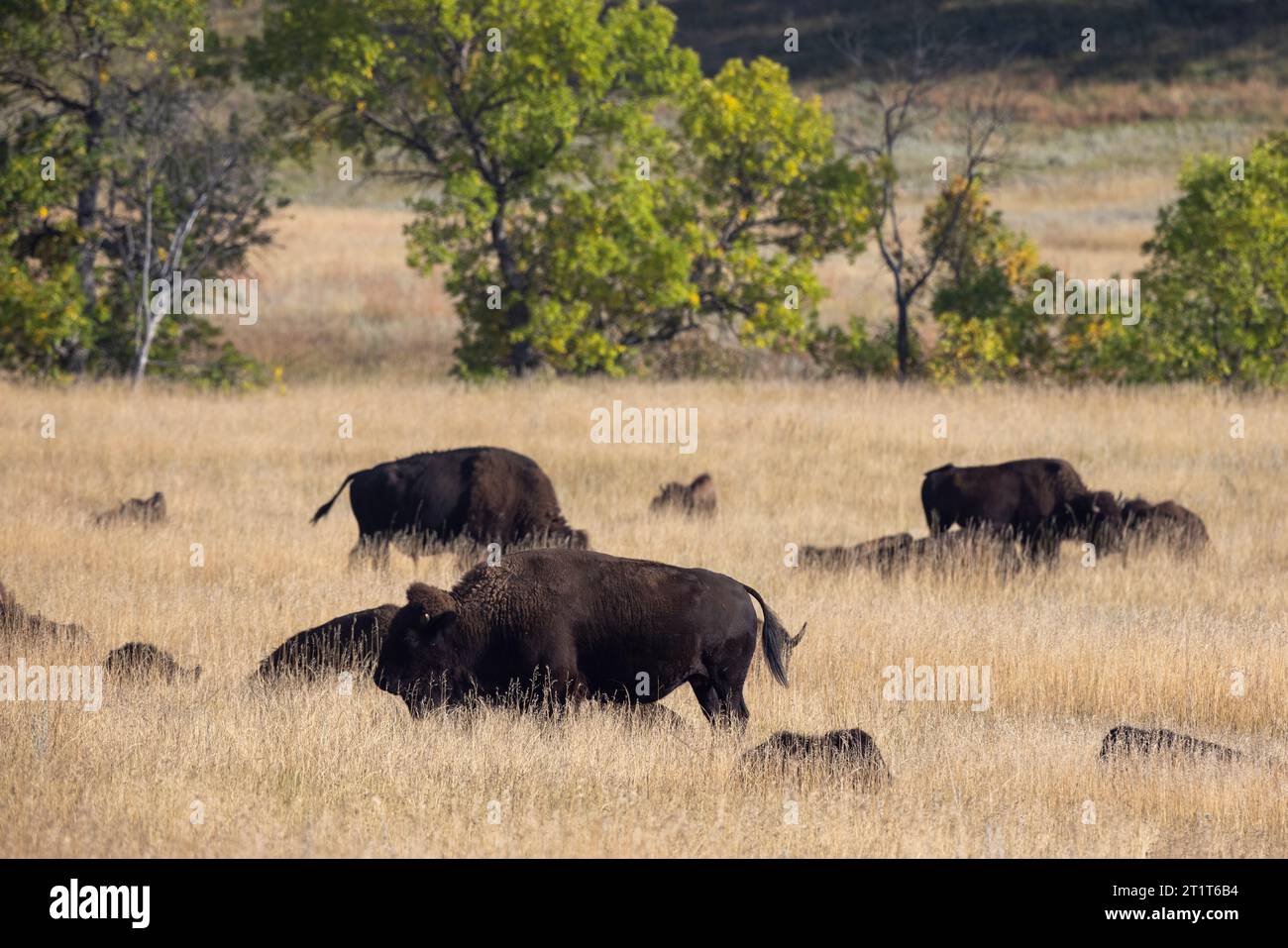 North American Bison, Buffalo in Custer State Park, South Dakota. Stock Photo