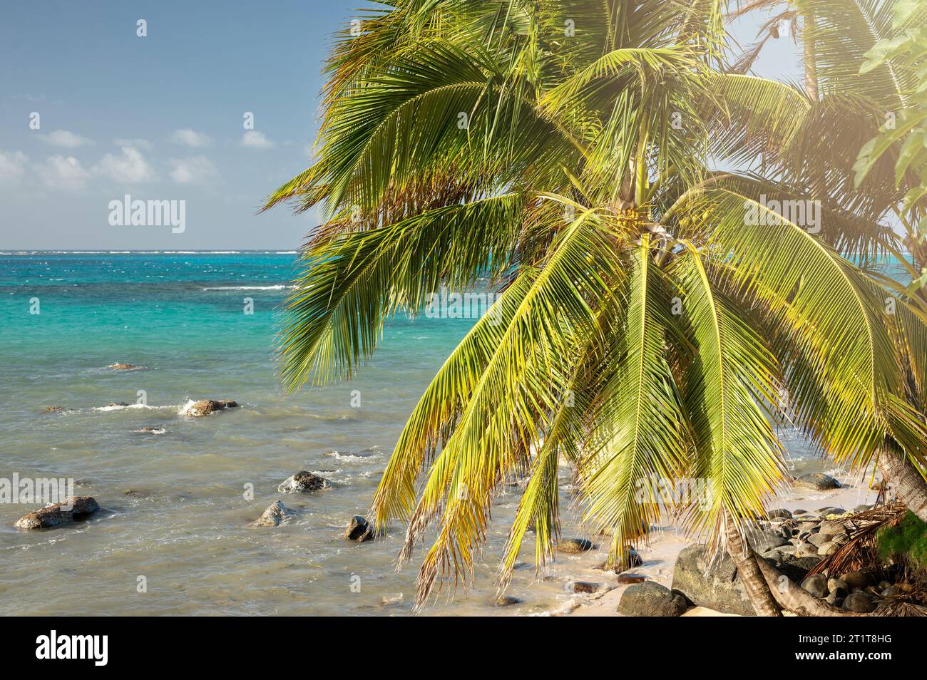 Tropical sunny natural background. Palm tree on blue sea paradise Stock Photo