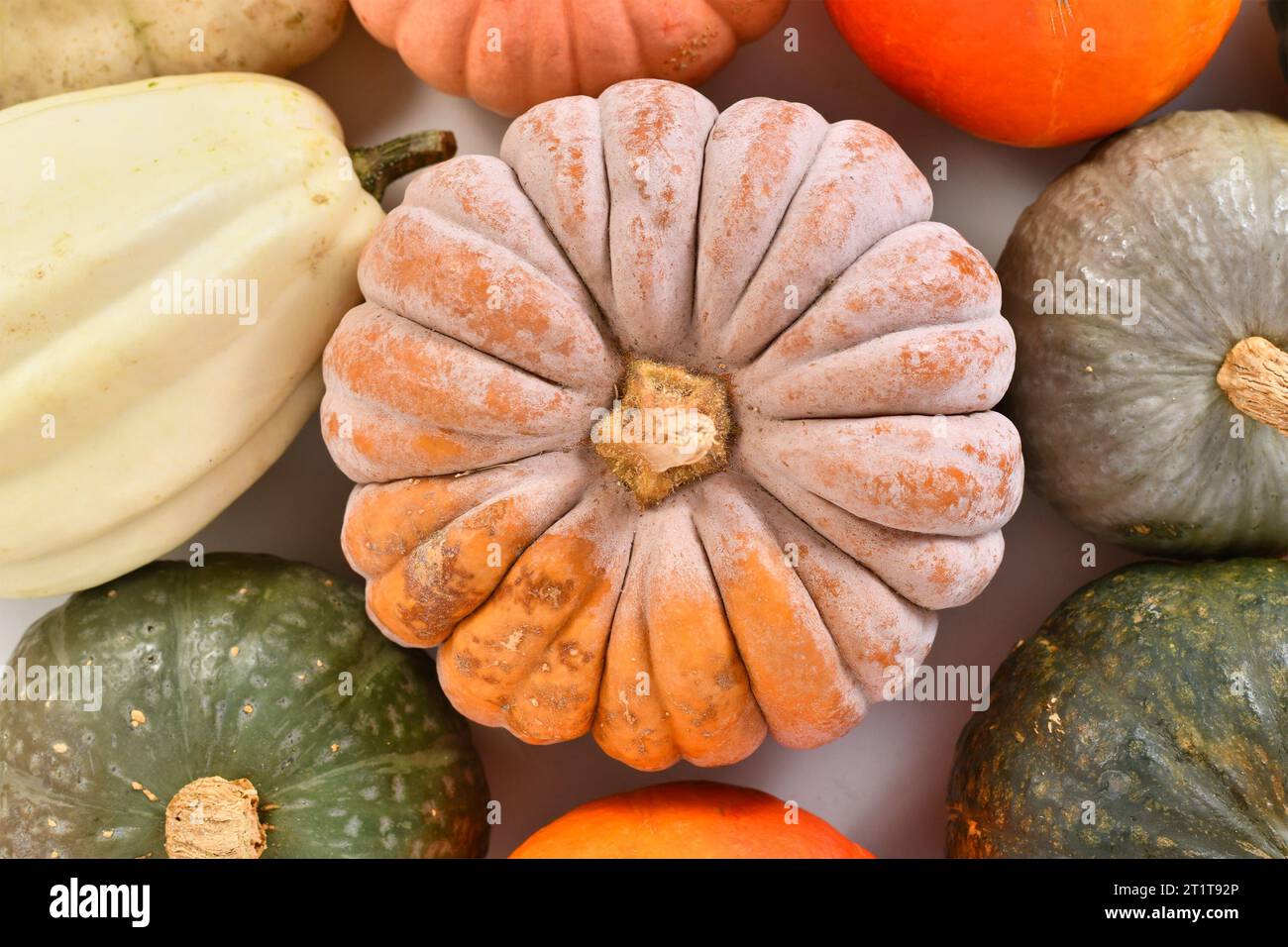 Top view of mature ribbed 'Black Futsu' pumpkin squash with orange skin between pumpkin mix Stock Photo