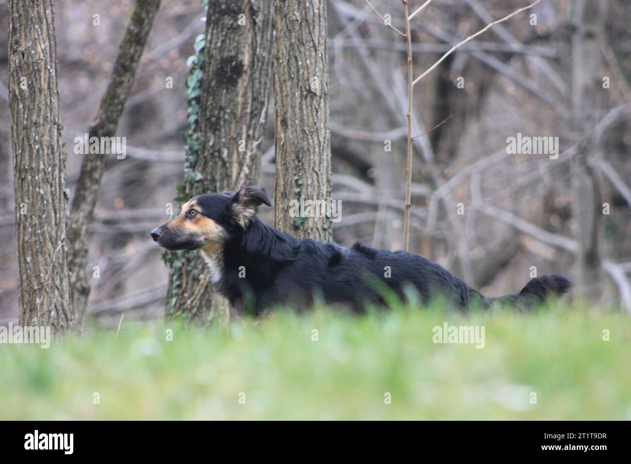 black dog in the forest Stock Photo - Alamy
