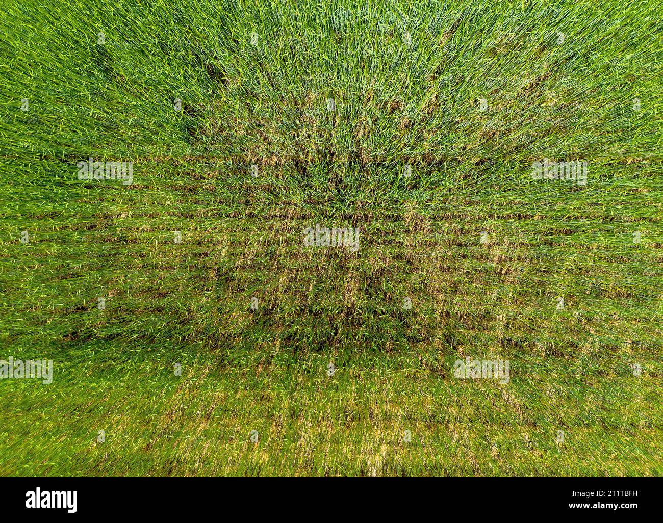 Grain field shot from above with a drone in summer Stock Photo