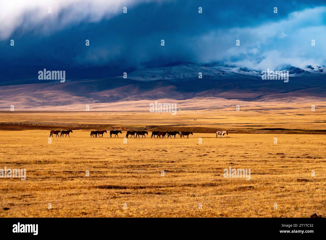 herd of horses gallops in the steppes of Kyrgyzstan Stock Photo