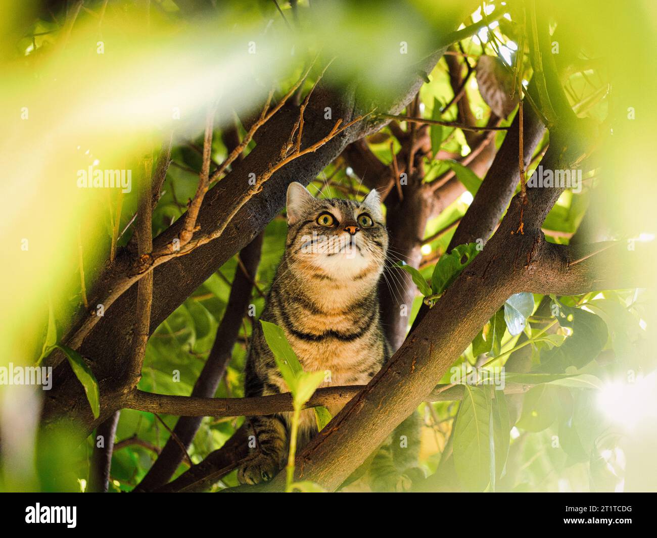 Hunting cat in a dense tree Stock Photo