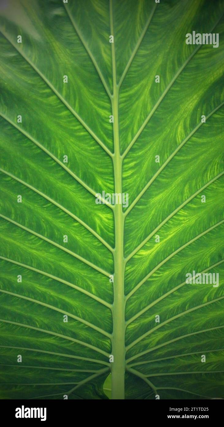 close up incredible green leaf Stock Photo - Alamy