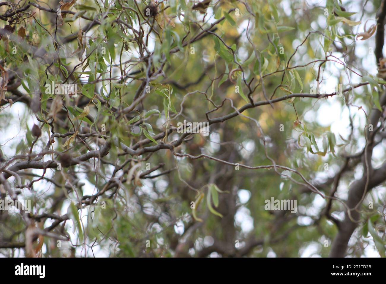 Moving willow branches hi-res stock photography and images - Alamy
