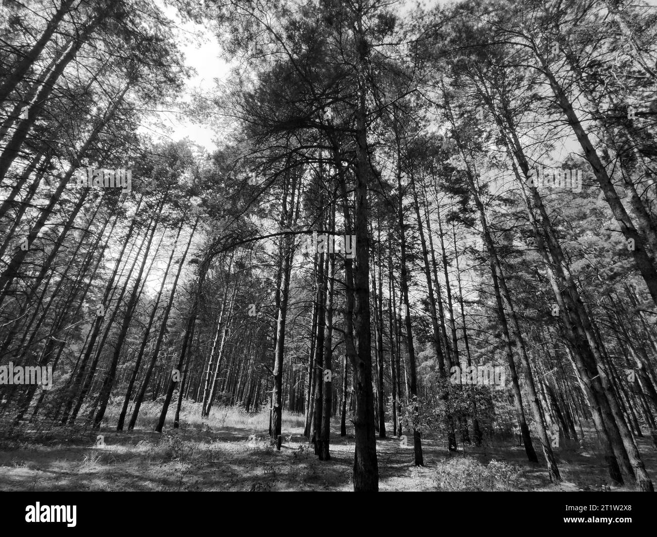 Black and white forest background. Nature and sun beams Stock Photo Alamy