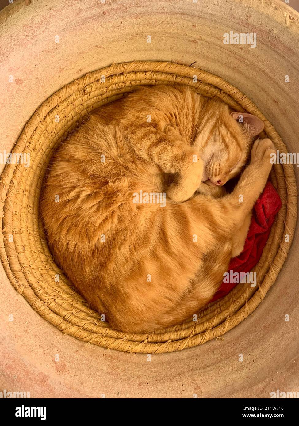 a red cat is sleeping Stock Photo