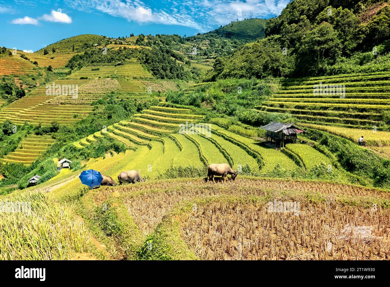 Scenes from the rice harvest, Mu Cang Chai, Yen Bai, Vietnam Stock Photo