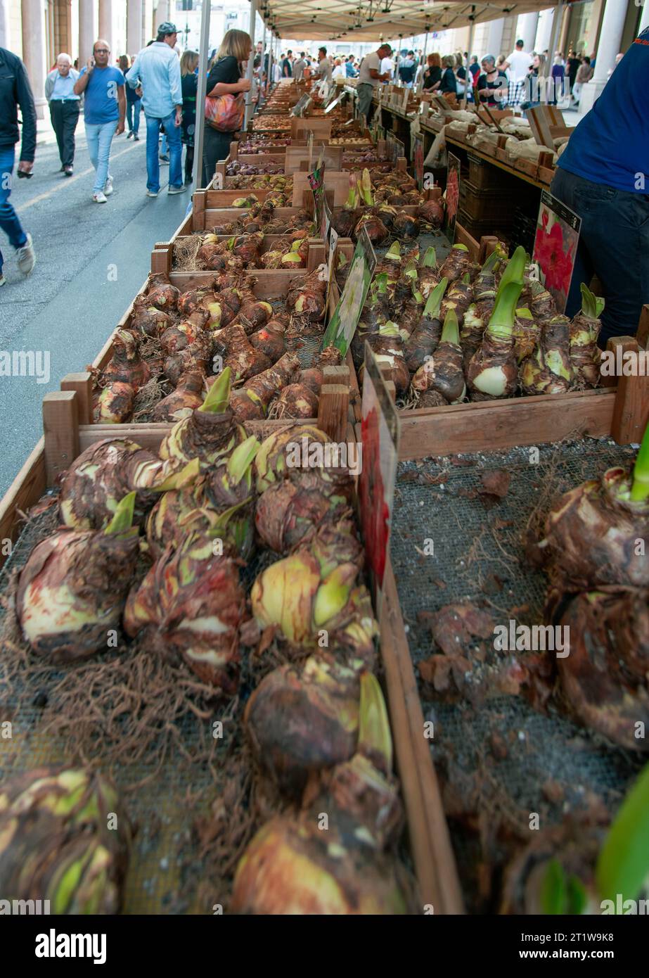 Italy Piedmont Turin Via Roma of the Floricola exhibition-market - bulbs to plant Credit: Realy Easy Star/Alamy Live News Stock Photo