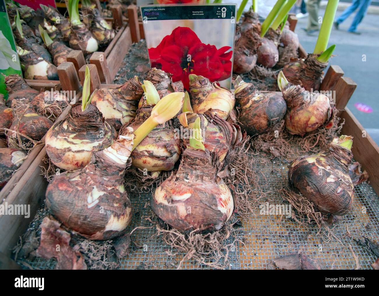 Italy Piedmont Turin Via Roma of the Floricola exhibition-market - bulbs to plant Credit: Realy Easy Star/Alamy Live News Stock Photo