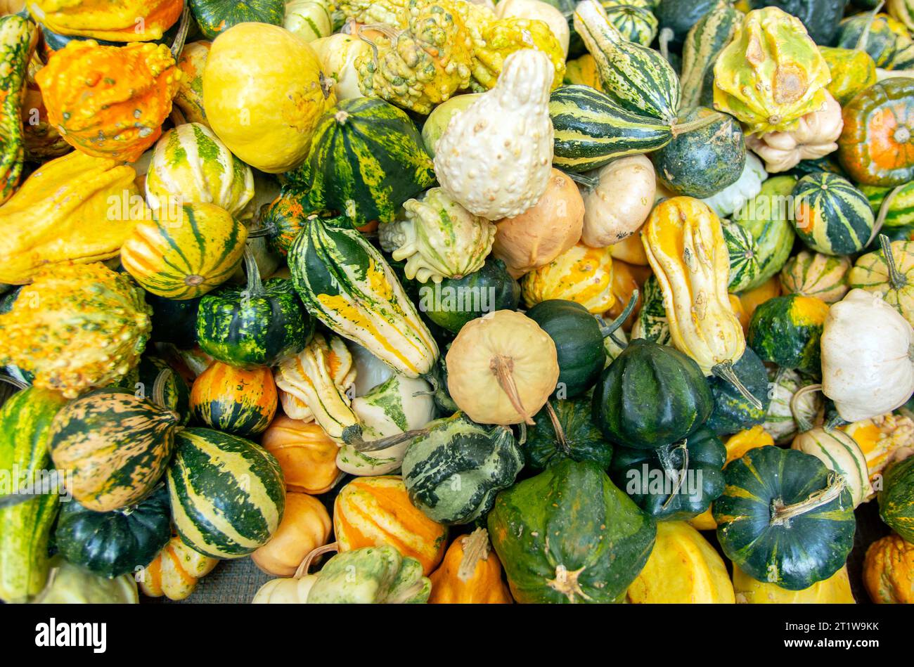 Italy Piedmont Turin Via Roma of the Floricola exhibition-market - ornamental pumpkins Credit: Realy Easy Star/Alamy Live News Stock Photo