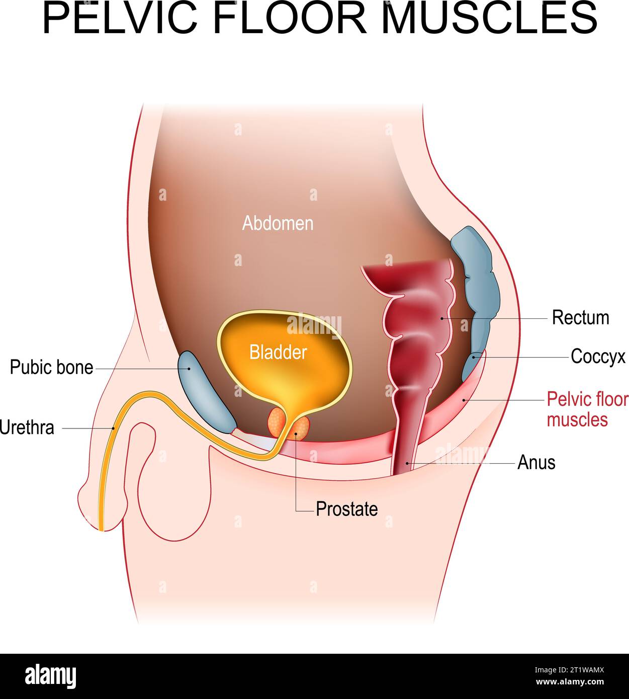 Pelvic floor muscles. Cross section of male abdomen with pelvic diaphragm, Prostate, bladder, rectum, pubic bone, urethra, anus, and coccyx. Kegel Stock Vector