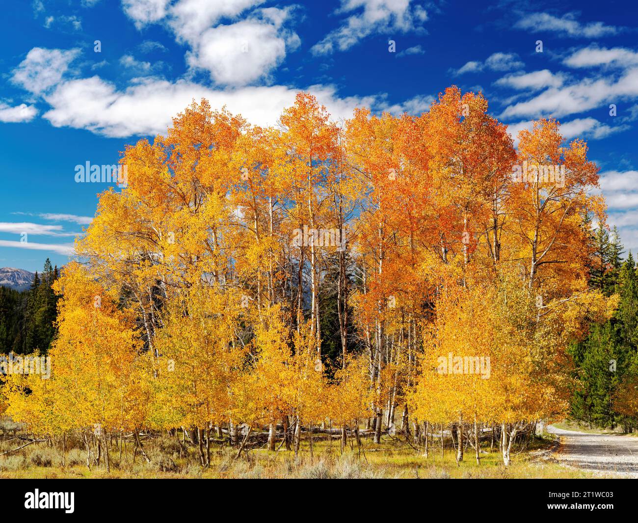 Orange and yellow Aspen trees in the country with a gravel road Stock Photo