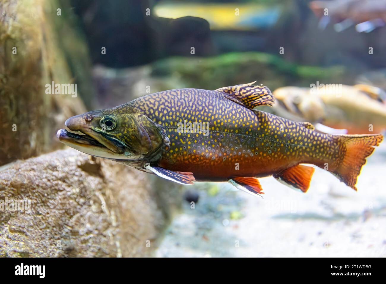 https://c8.alamy.com/comp/2T1WDBG/brook-trout-salvelinus-fontinalis-aka-eastern-brook-trout-speckled-trout-brook-charr-squaretail-brookie-mud-trout-2T1WDBG.jpg