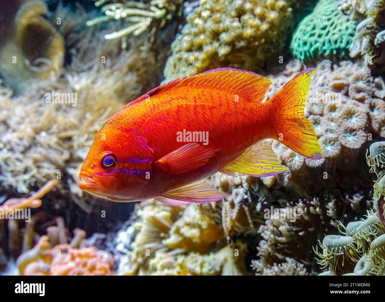 Two-spot basslet, (Pseudanthias bimaculatus) AKA: twospot anthias, twinspot anthias and bimac anthias. Indo-Pacific reef fish. Stock Photo