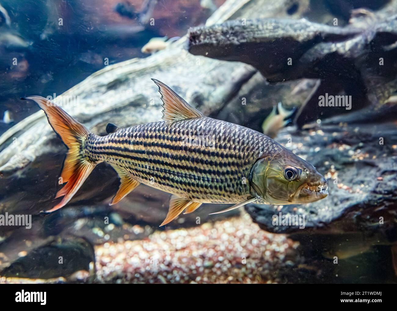 Tigerfish africa hi-res stock photography and images - Alamy