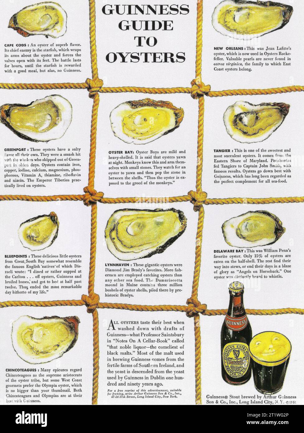 1951 Guinness Guide to Oysters Advertorial by David Ogilvy Stock Photo