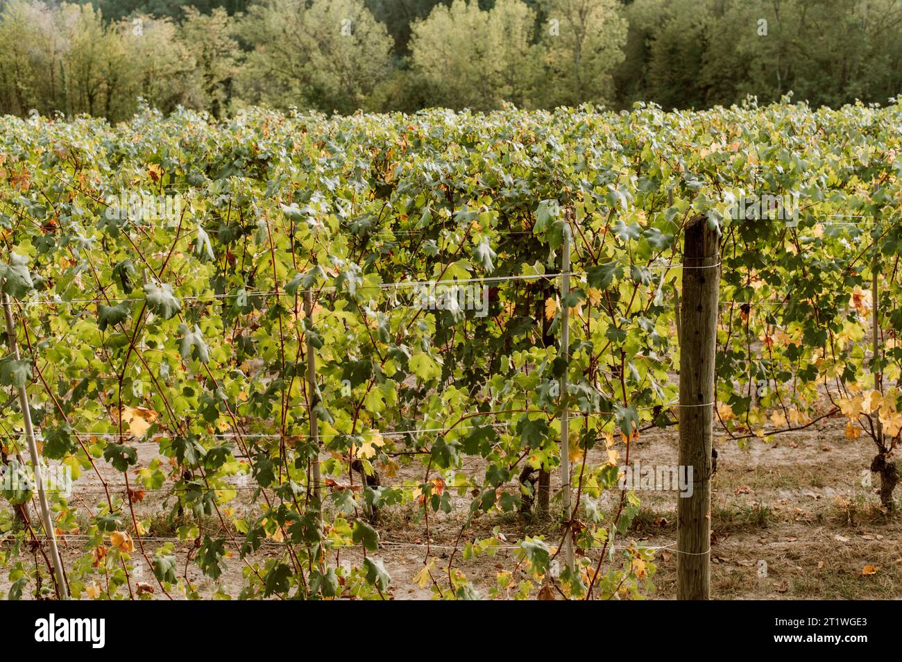Grape harvest in the Langhe, Alba (Piedmont, Italy) Stock Photo