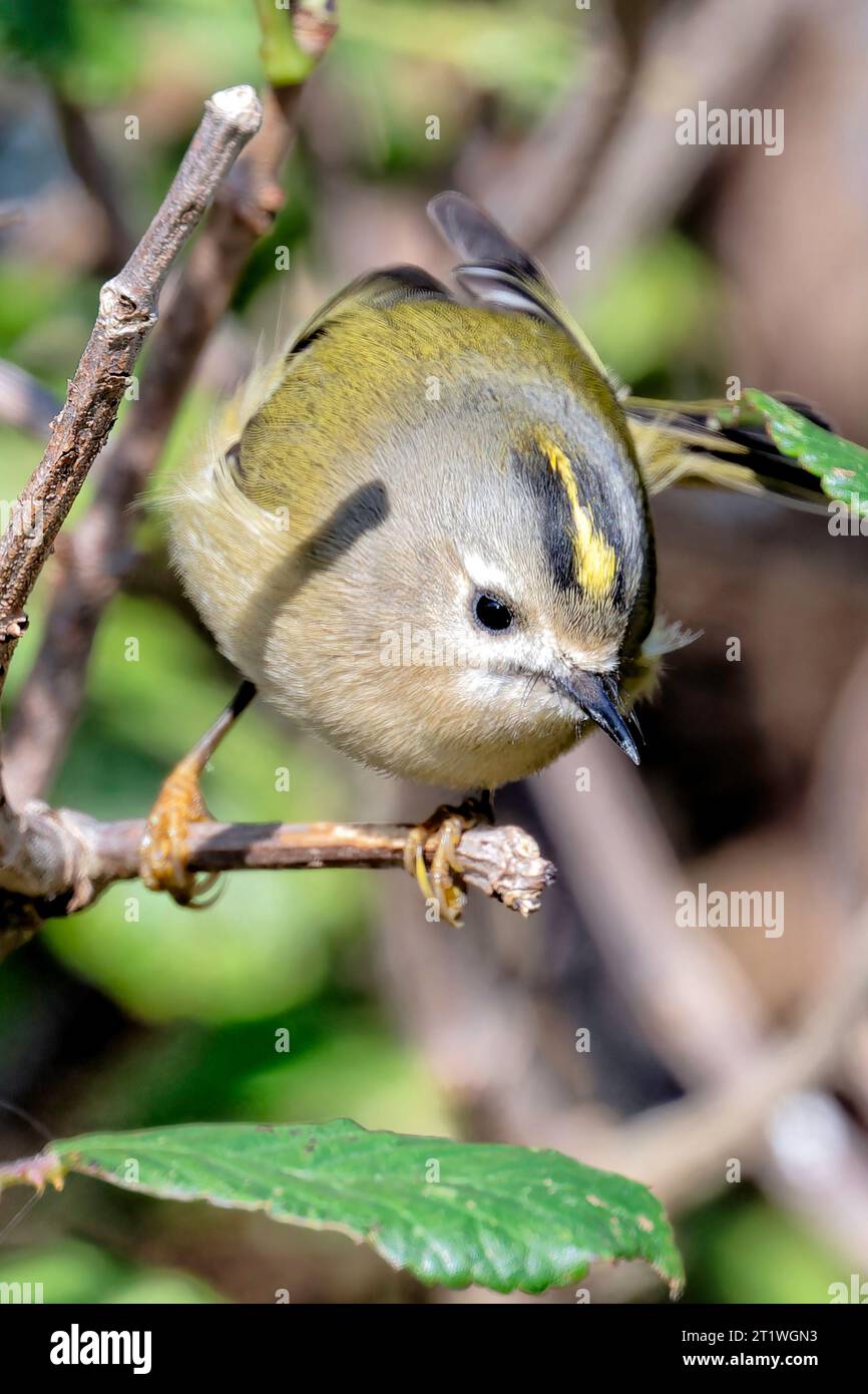 Britain's smallest native bird, the goldcrest Stock Photo - Alamy