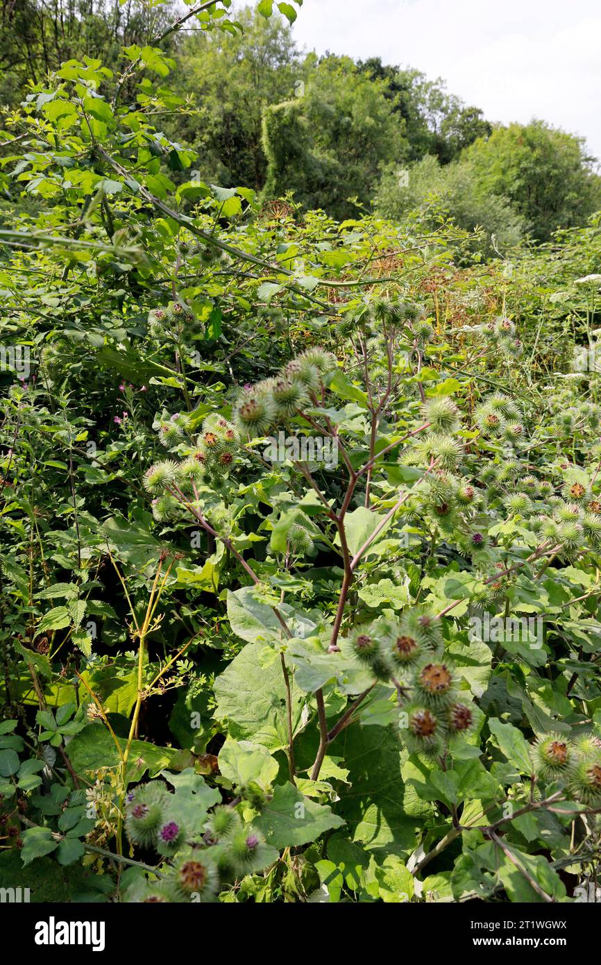 British wild plants hi-res stock photography and images - Alamy