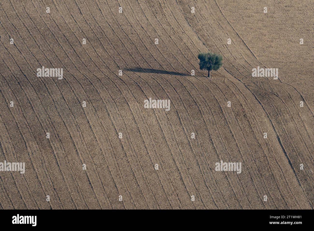 Lonely tree in a plowed countryside Stock Photo