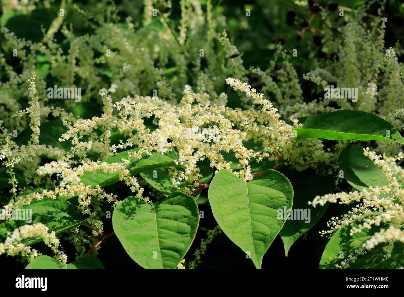 Japanese knotweed in flower. (Reynoutria japonica, Fallopia japonica