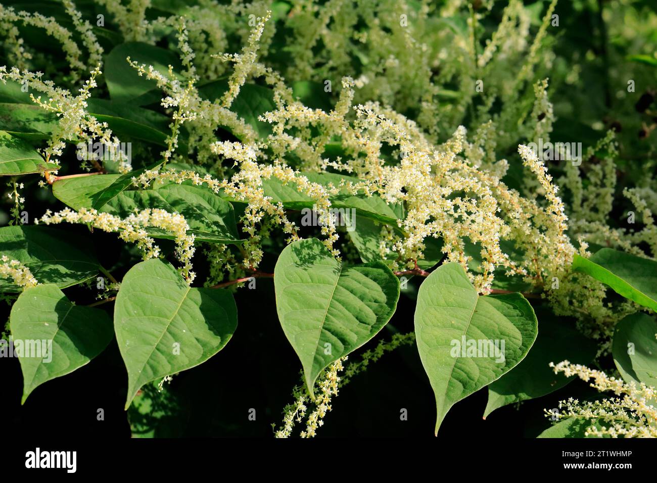 Japanese knotweed in flower.  (Reynoutria japonica, Fallopia japonica, Polygonum cuspidatum), October 2023, Autumn, Cardiff UK. Stock Photo