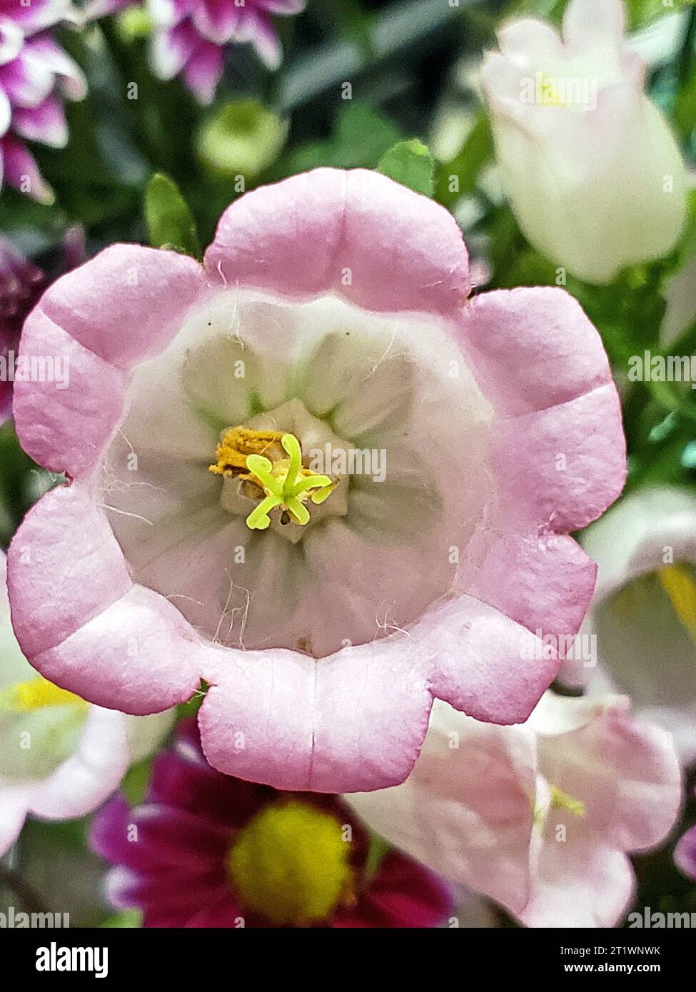 Light purple blooms hi-res stock photography and images - Alamy